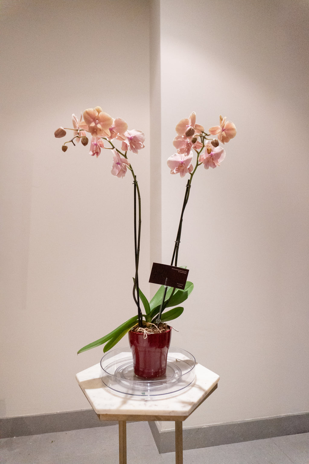 Orquídea 4 senses