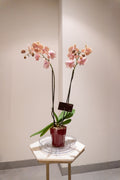 Orquídea 4 senses
