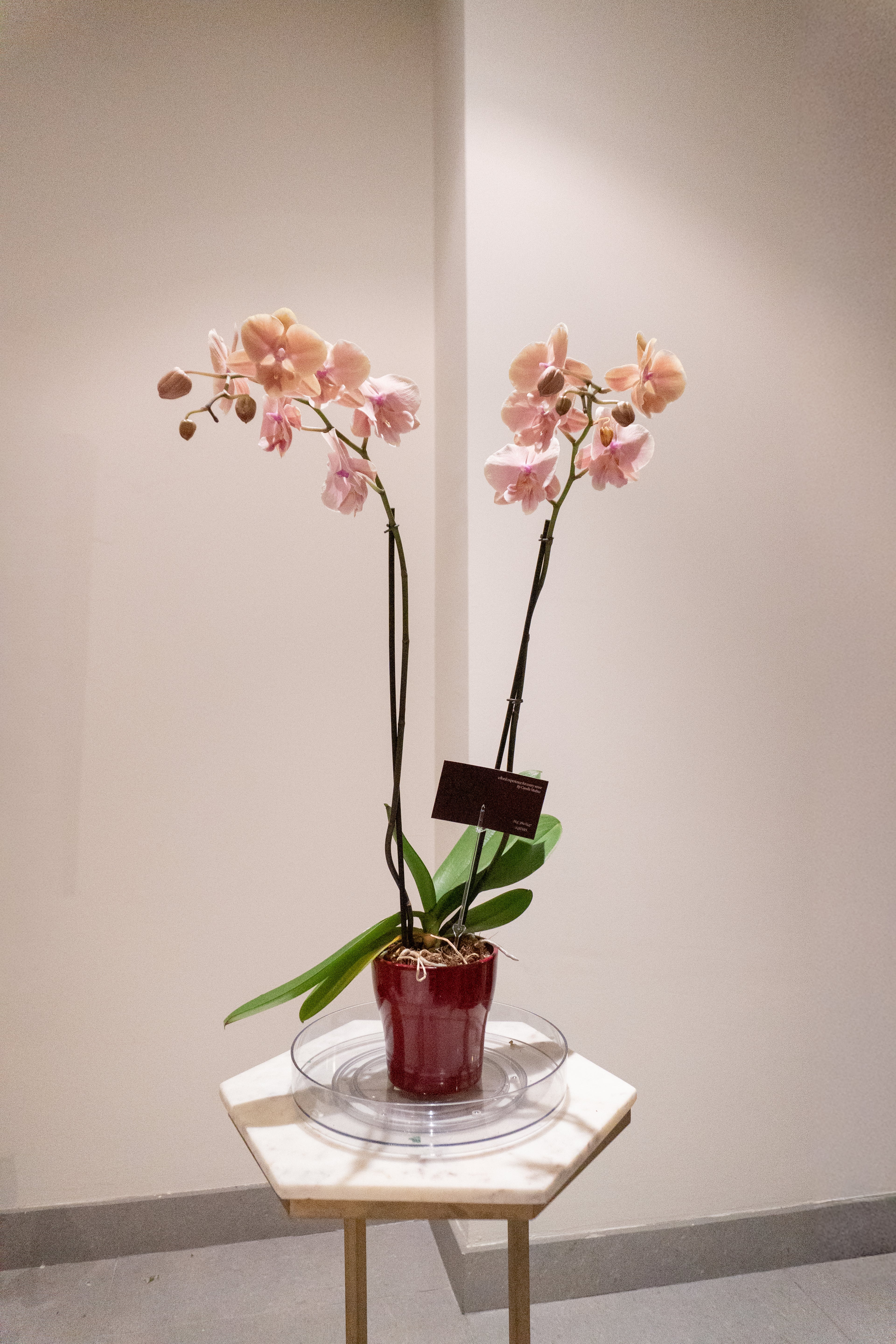Orquídea 4 senses