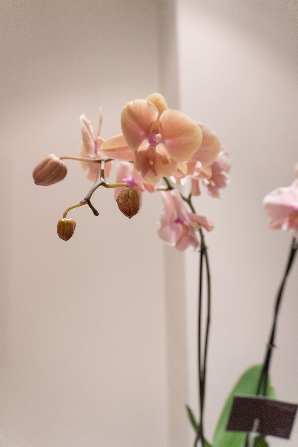Orquídea 4 senses
