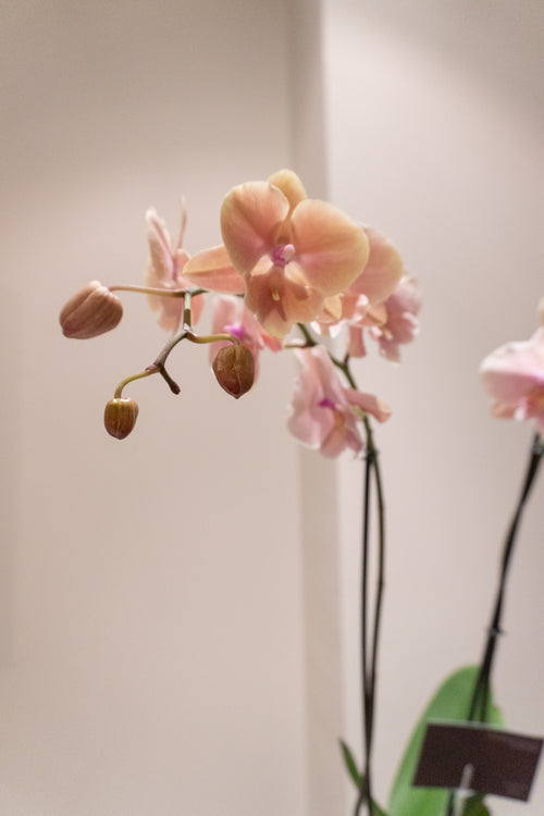 Orquídea 4 senses